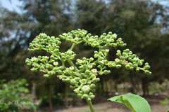 Cayratia trifolia